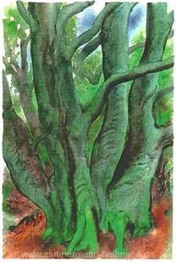 Günter Grass "Bäume I" aus dem Jahr 2001