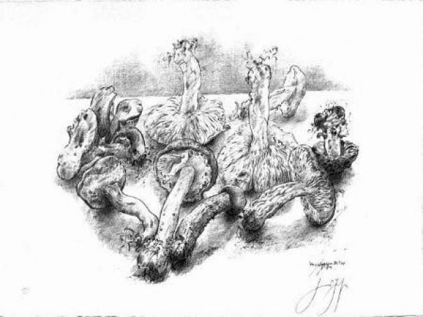 Günter Grass "Verschiedene Pilze"