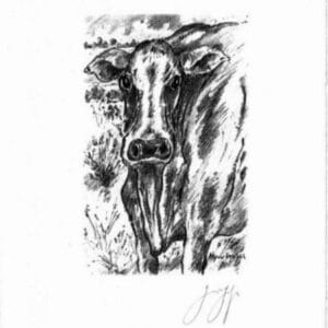 Am Abend die Kühe – Bild 1