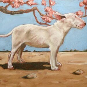 Bullterrier – Bild 1