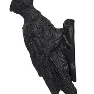 Zorro (Schwarzspecht) – Bild 1