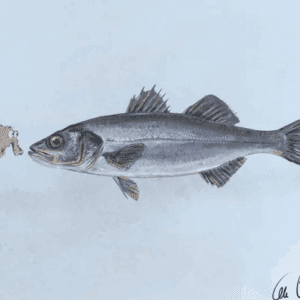 Bouillabaise d'Ottifant