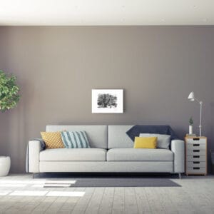 Alte Kiefer in der Heide – Bild 2